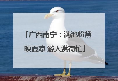 广西南宁：满池粉黛映夏凉 游人赏荷忙